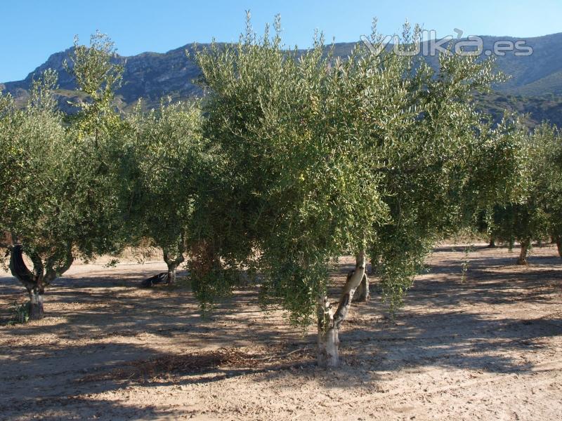 Olivos ecologicos en la finca  de Beniatjar