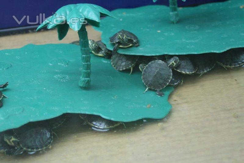 TORTUGAS DE AGUA