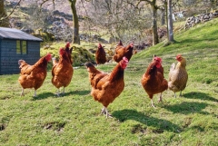 Tenemos gallinas ponedoras,de raza,gallos y pollos de engorde