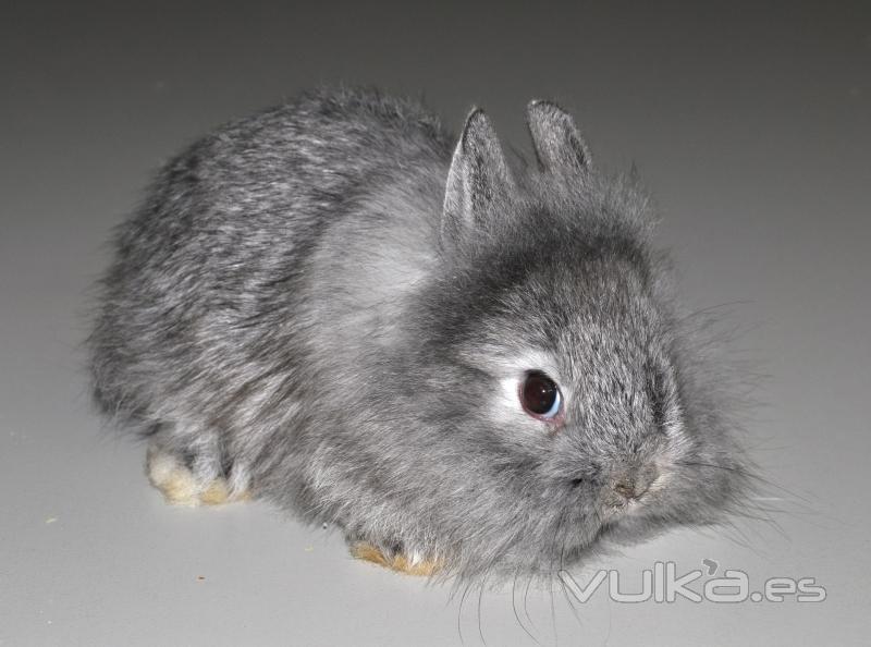 Conejo angora