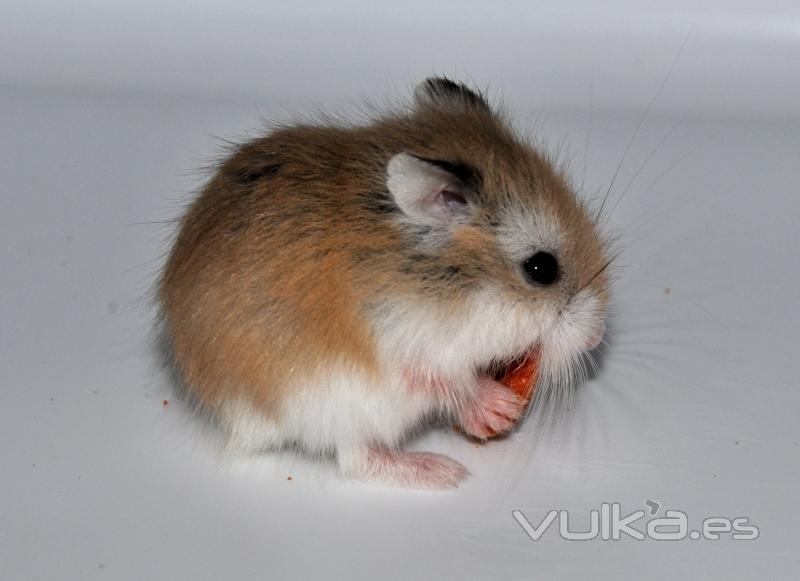 Hamster roborovski