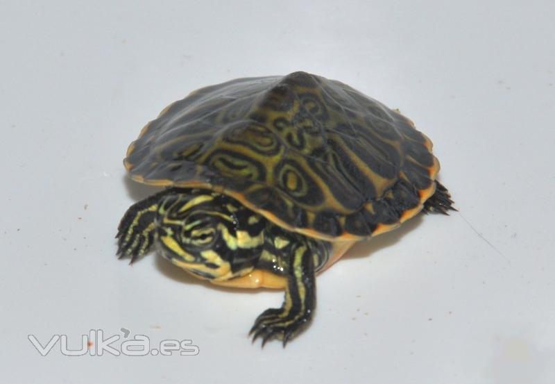 Tortuga T. scripta troosti