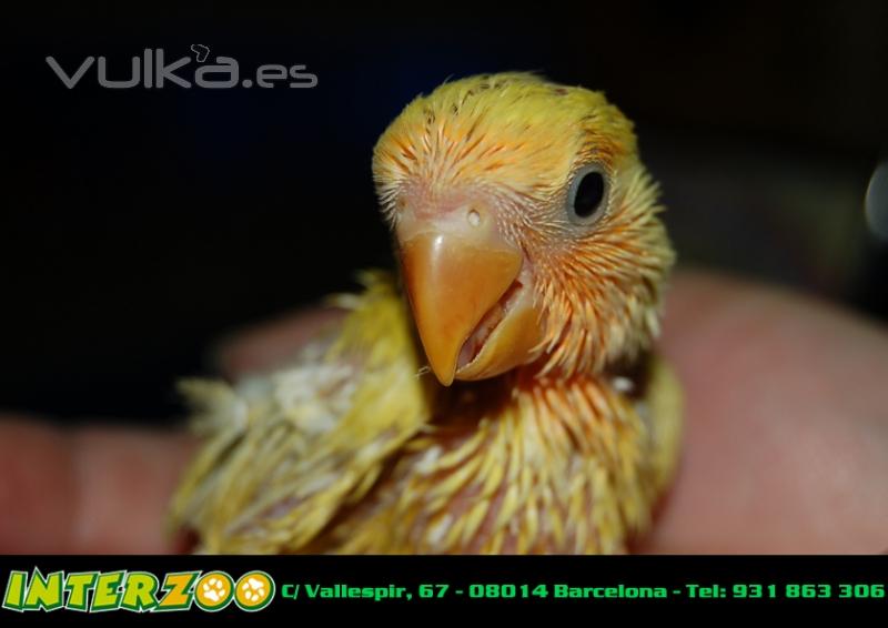 Agapornis y Carolinas Papilleras