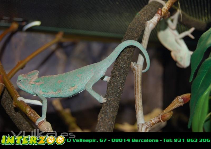 Camaleones Calyptratus y reptiles