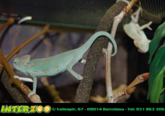 Camaleones Calyptratus y reptiles