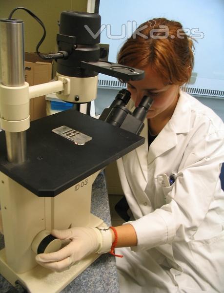 Separando muestras de macroinvertebrados acuticos en laboratorio