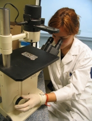 Separando muestras de macroinvertebrados acuaticos en laboratorio