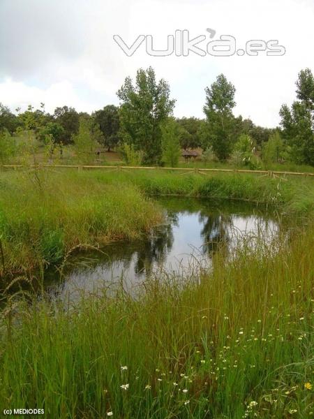 Aspecto tras las obras del Humedal contruido en el P.N. Sierras de Cardea y Montoro