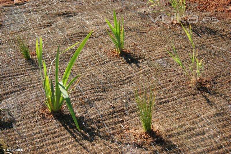 Proteccin de taludes fluviales con geomalla y plantaciones de especies acuticas.