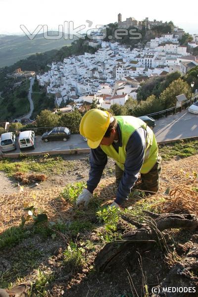 Actuaciones de revegetacin de taludes en Casares (Mlaga).