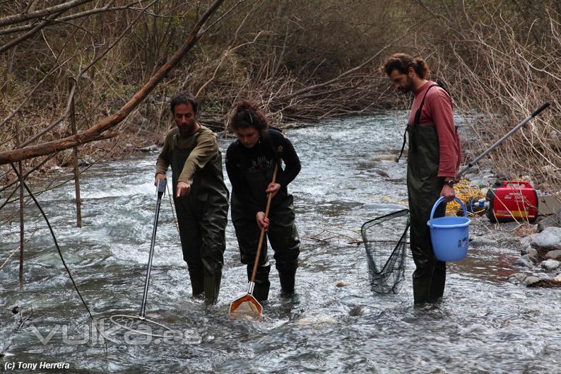 Muestreo de peces con pesca elctrica autorizada en el ro Genal (Mlaga)