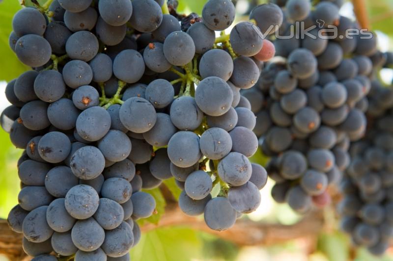 Jumilla: Bodegas Monterebro