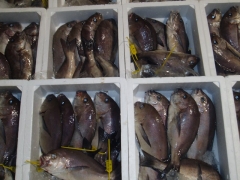Foto 491 pescados - Pescados y Mariscos Conilmar