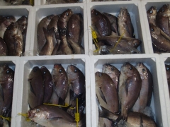 pescados y mariscos conilmar