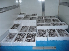 pescados y mariscos conilmar
