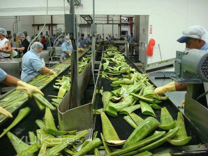 Trabajando el Aloe Vera