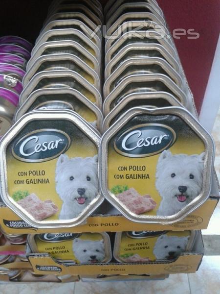 LATITAS PERRO CESAR