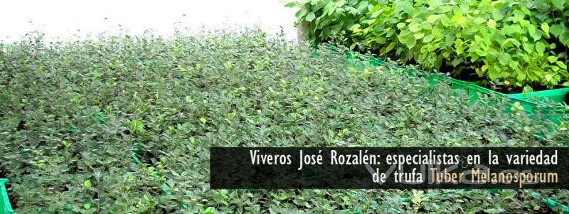 Viveros Jos Rozaln