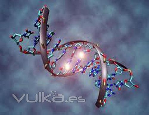 oxidacion ADN