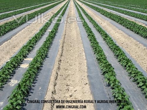 CINGRAL Planificacin Agrcola