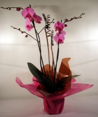 Orquidea phalaenopsis