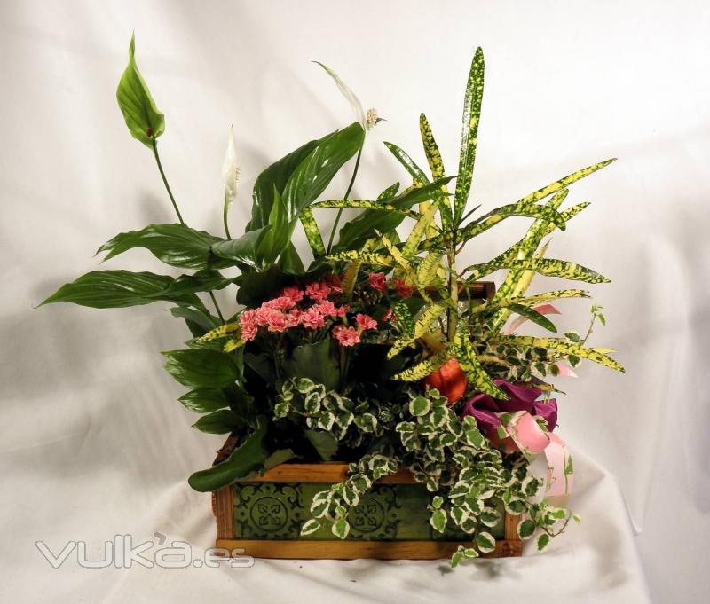 Bal de mimbre con plantas