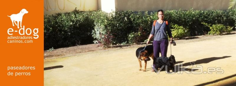 Servicio de paseo de perros a domicilio en Alicante