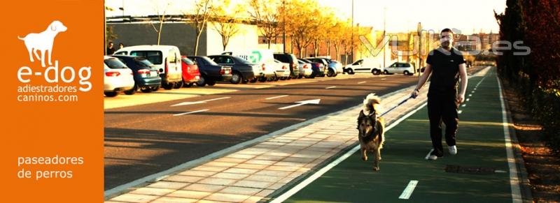 Servicio de paseo de perros a domicilio en Zaragoza