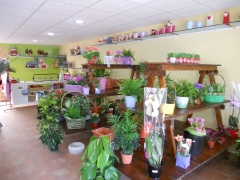 Floristería en Cartagena