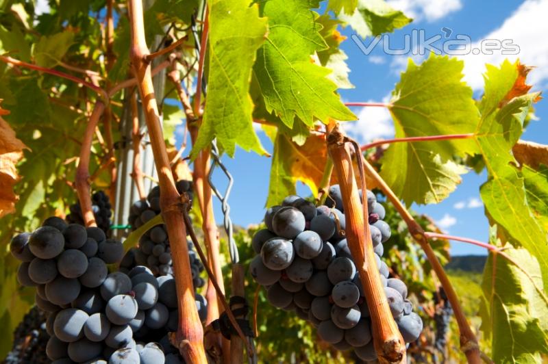 Jumilla: Bodegas Monterebro