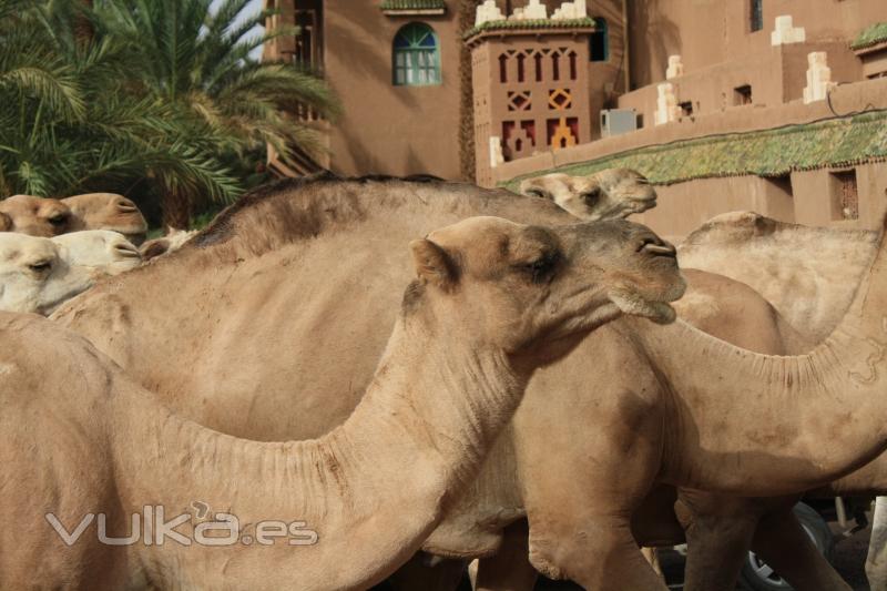 Dromedarios en Zagora