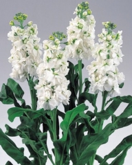 Mathiola white, alelies blanco, matiola