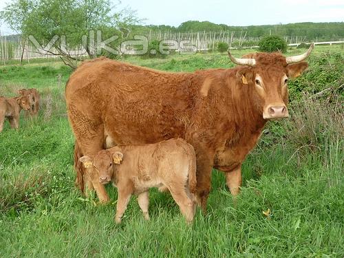 Ganadera limousn