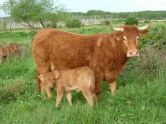 Ganadería limousín