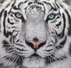 Impresin sobre canvas de fotografa: tigre 85 x 85