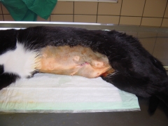 INCISIÓN TRAS CASTRACIÓN DE GATA
