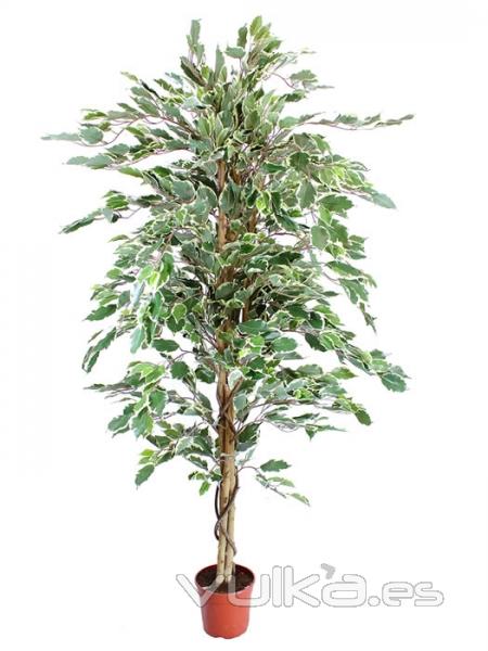 ficus artificiales economicos. Ficus artificial bicolor 160 Oasis Decor