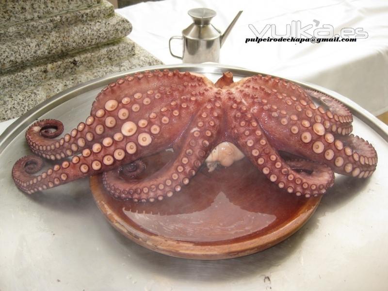 O NOSO PULPO DA RIA