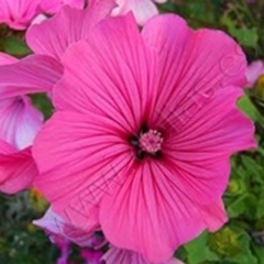 Petunia queen