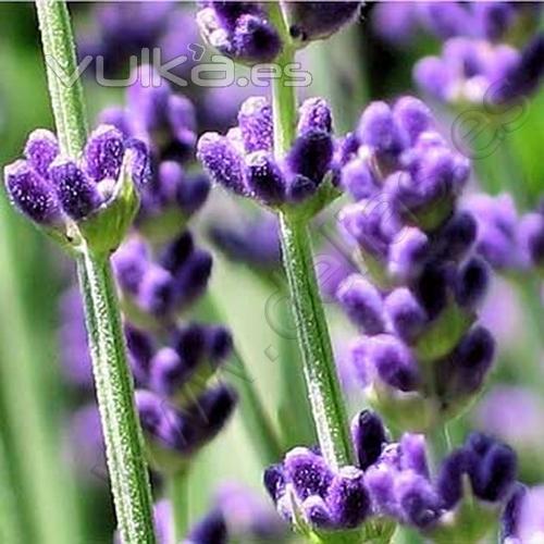 Flores de Lavanda