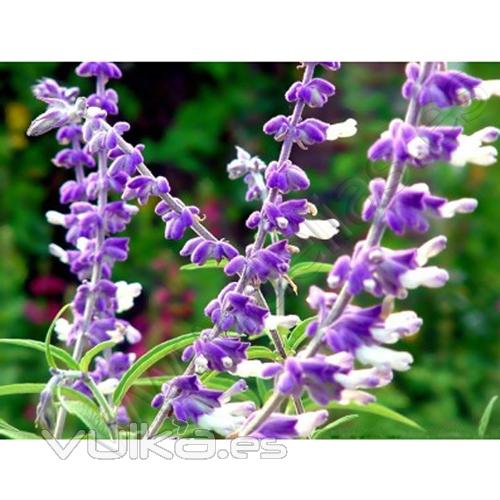 Flor de Salvia