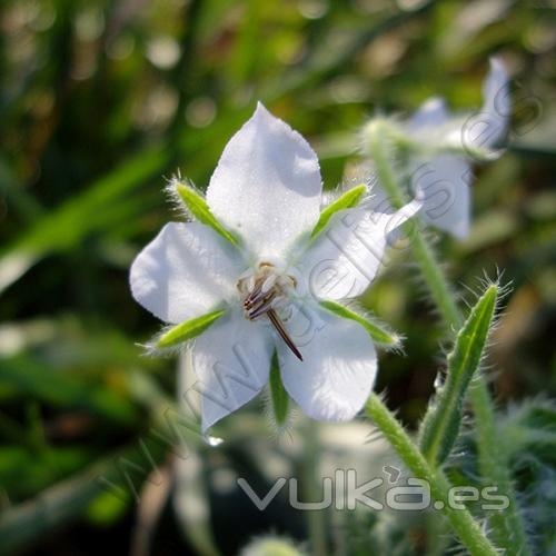 Flor de Borraja Blanca