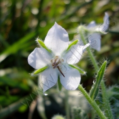 Flor de borraja blanca