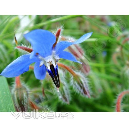 Flor de Borraja Azul