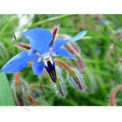 Flor de borraja azul