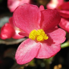 Begonia red