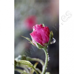 Mini rosas badior