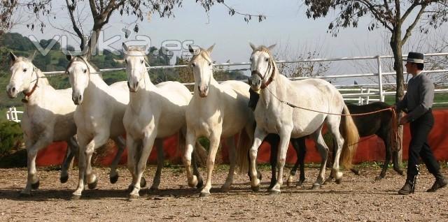 Entra en www.quieroquiero.es y ven al mejor espectaculo ecuestre en la Yeguada Almuzara