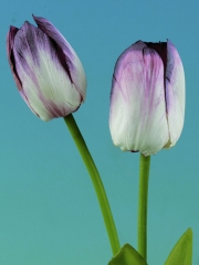 Tulipanes artificiales de calidad. tulipan artificial dos flores lila oasiseoc.com