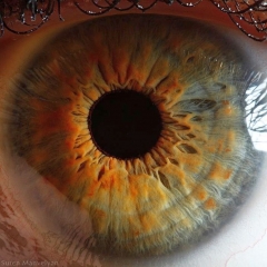 La belleza del ojo humano